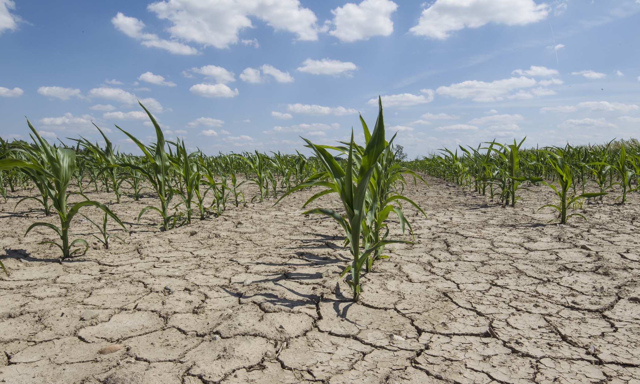 Desafíos de la agricultura chilena para adaptarse a las condiciones de un clima más seco