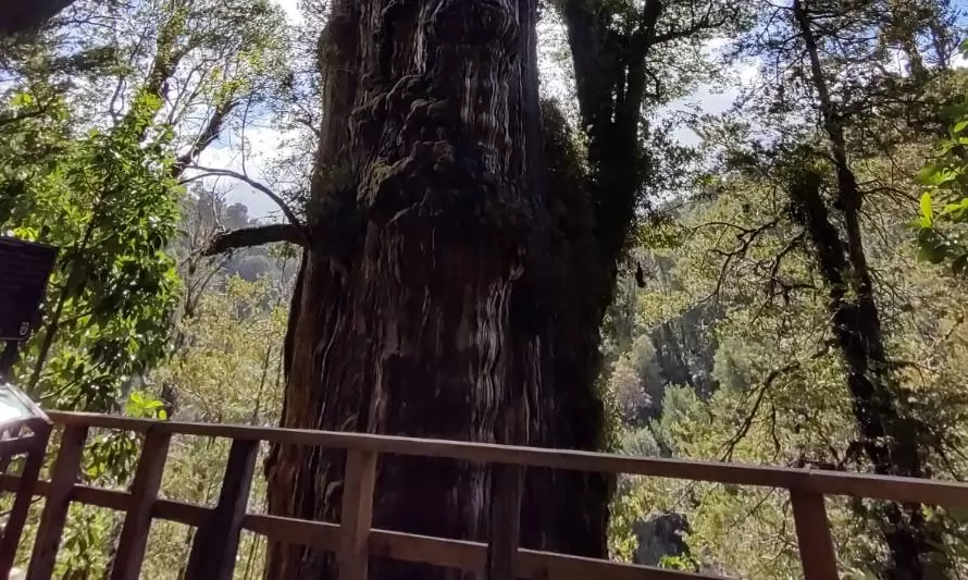 Alerce Milenario de Los Ríos podría ser el árbol más antiguo de la Tierra