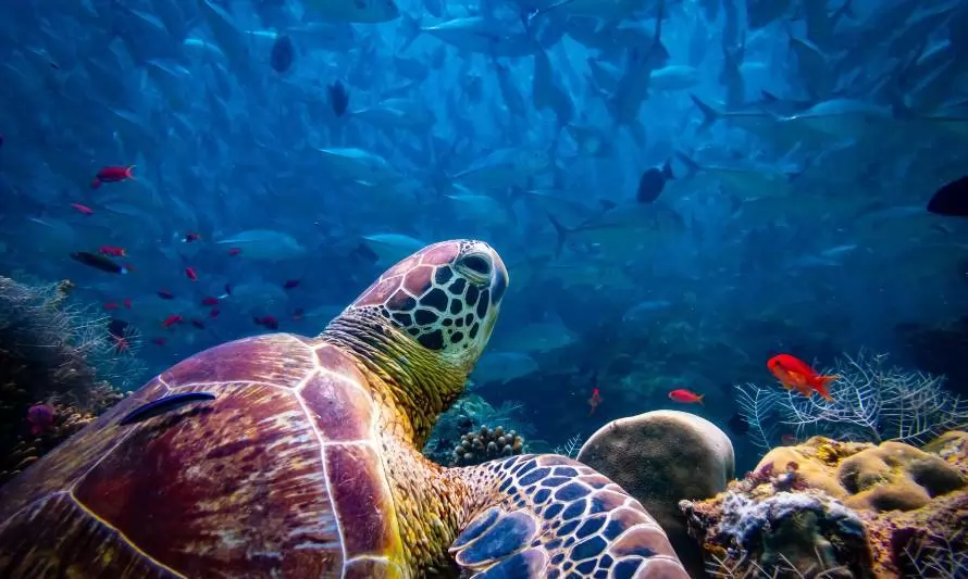 Día Mundial de las Tortugas Marinas: descubre cuatro datos curiosos que no conocías