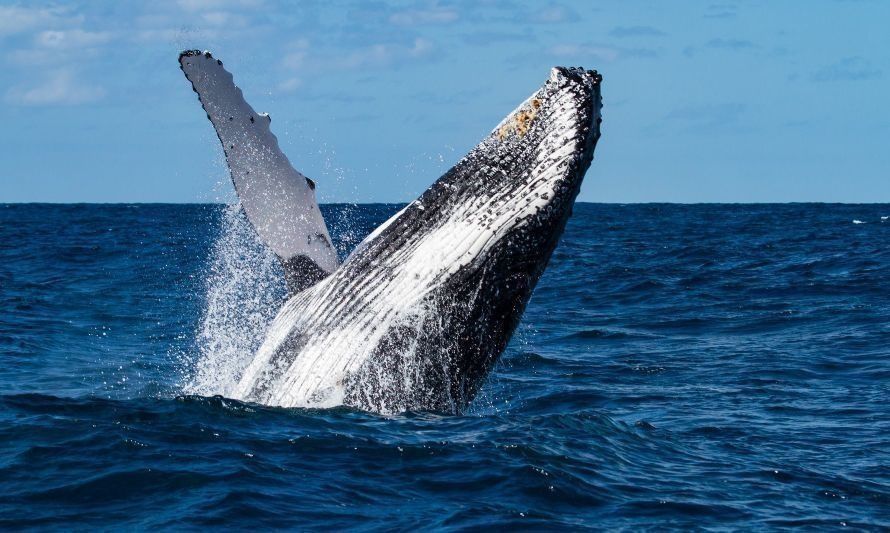 Avistan espectaculares ballenas jorobadas en plena costa en Chaihuín 