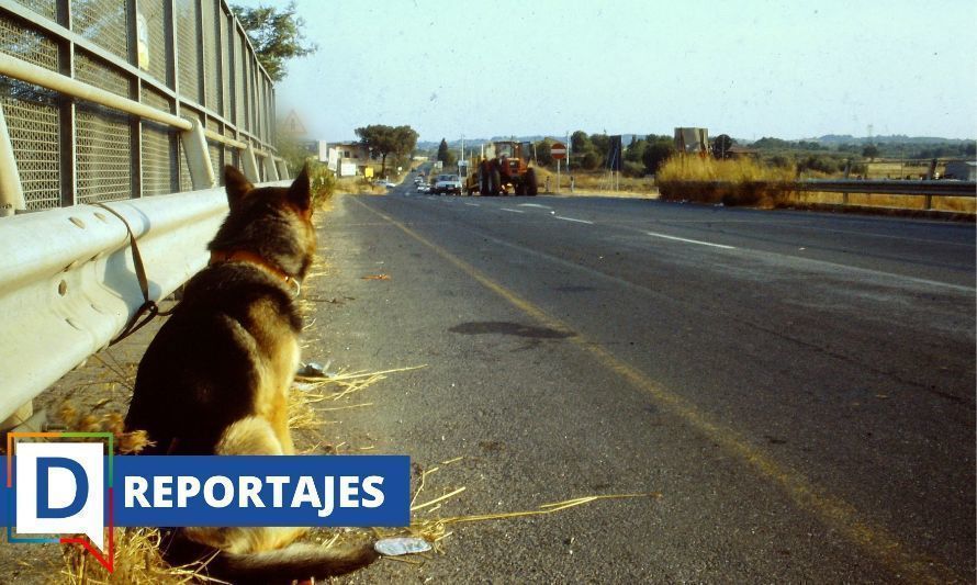 Mascotas abandonadas: la cruel práctica de dejarlos a la orilla de la carretera 